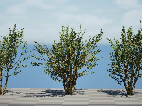 Tropical Jaboticaba Tree 3D Model
