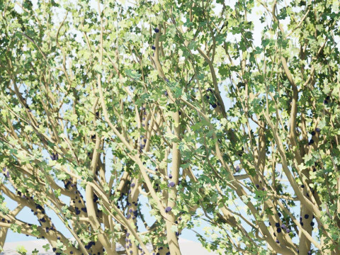 Tropical Jaboticaba Tree 3D Model