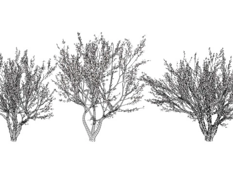 Tropical Jaboticaba Tree 3D Model