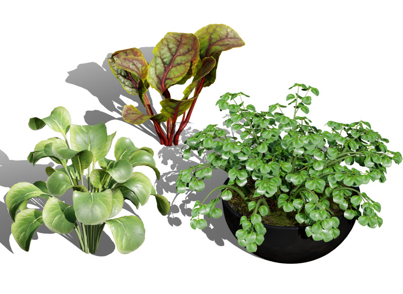 3D Leafy Green Plants Pack 3D Model .c4d .max .obj .3ds .fbx .stl .blend