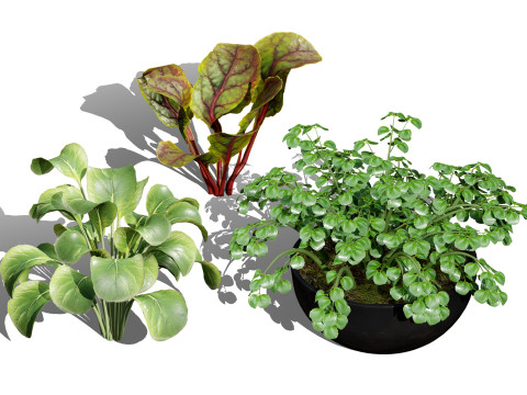 3D Leafy Green Plants Pack 3D Model