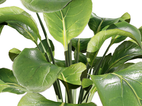 3D Leafy Green Plants Pack 3D Model