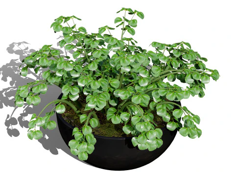 3D Leafy Green Plants Pack 3D Model