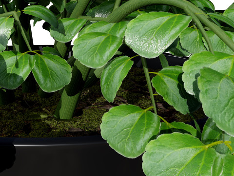 3D Leafy Green Plants Pack 3D Model
