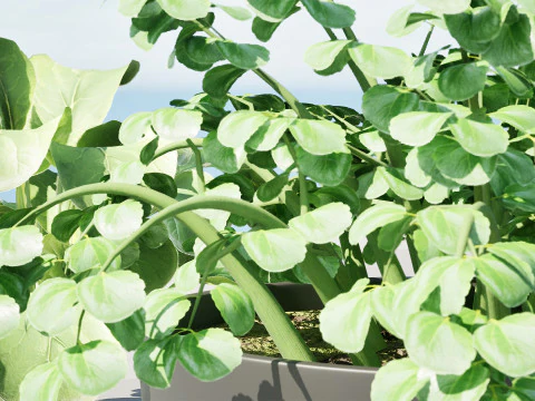 3D Leafy Green Plants Pack 3D Model