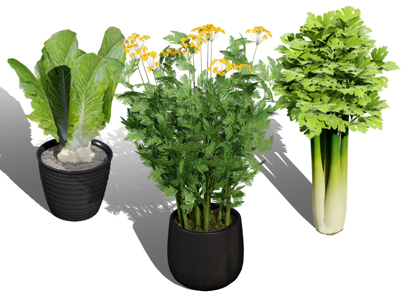 Leafy Greens 3D Pack 3D 모델 .c4d .max .obj .3ds .fbx .stl .blend