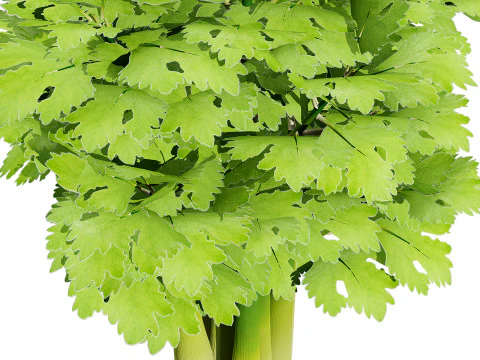 Leafy Greens 3D Pack 3D Model