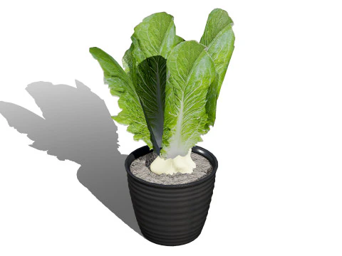 Leafy Greens 3D Pack 3D Model