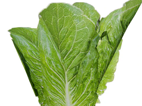 Leafy Greens 3D Pack 3D Model