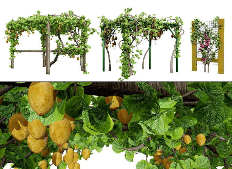 Kiwi Vine 3D Pack 3D Model .c4d .max .obj .3ds .fbx .stl .blend