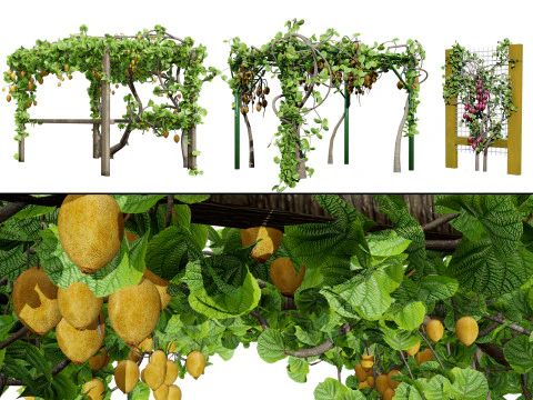 Paket 3D Anggur Kiwi Model 3D