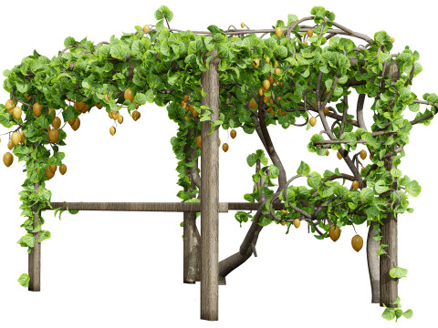 Kiwi Vine 3D Pack 3D Model