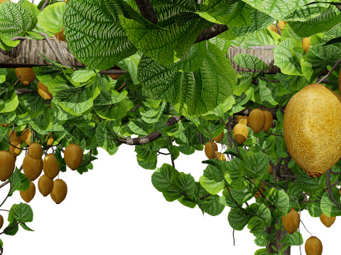 Kiwi Vine 3D Pack 3D Model