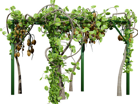 Kiwi Vine 3D Pack 3D Model