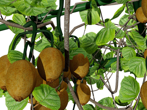 Kiwi Vine 3D Pack 3D Model