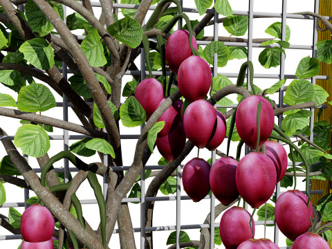 Kiwi Vine 3D Pack 3D Model