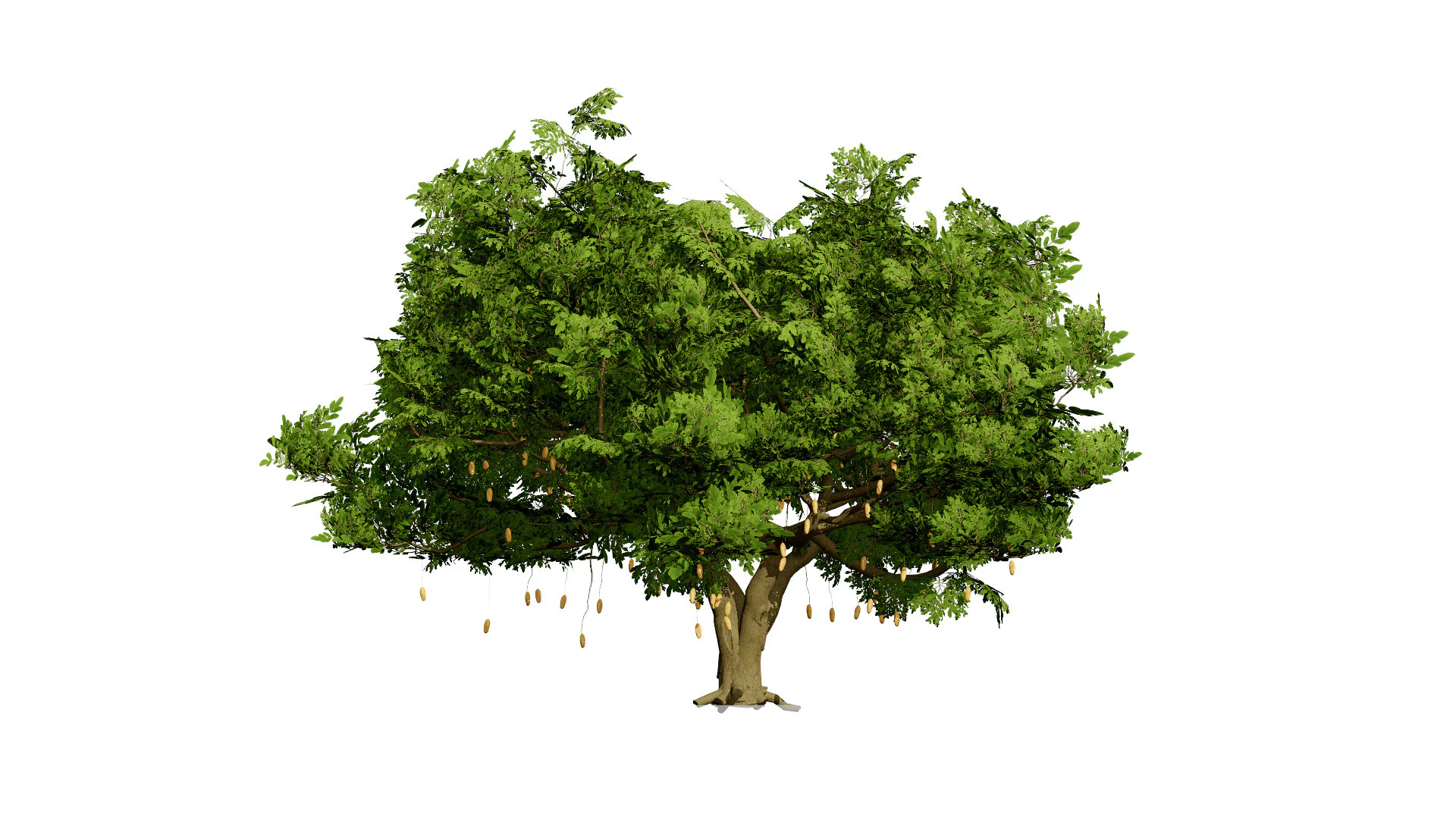 South African Sausage Trees Pack 3D Model .c4d .max .obj .3ds .fbx .stl .blend 