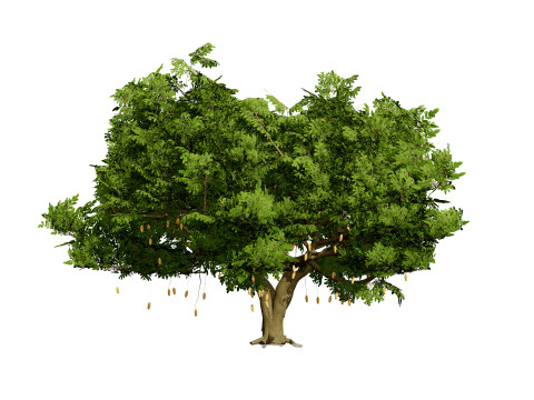 South African Sausage Trees Pack Modèle 3D