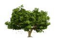 South African Sausage Trees Pack 3D मॉडल