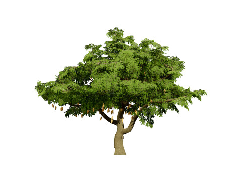 South African Sausage Trees Pack 3D 모델