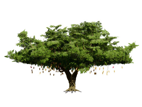 South African Sausage Trees Pack 3D Model