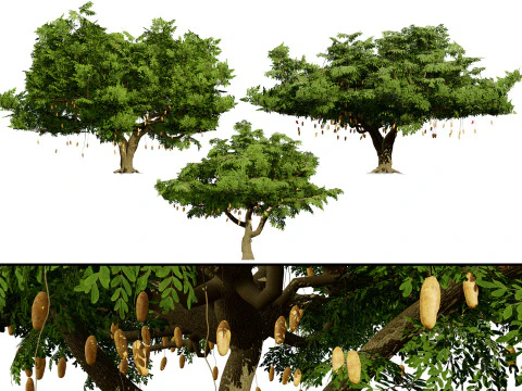 South African Sausage Trees Pack 3D Model
