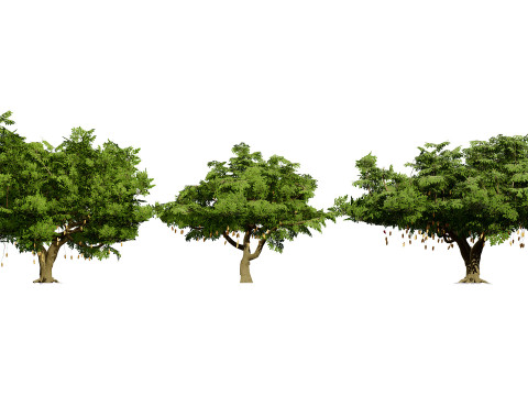 South African Sausage Trees Pack 3D 모델