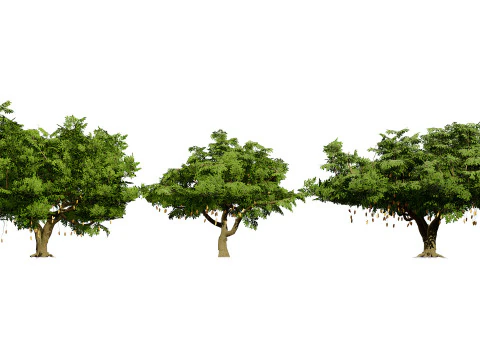 South African Sausage Trees Pack 3D Model