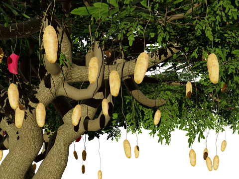 South African Sausage Trees Pack 3D 모델