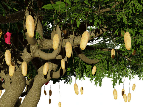 South African Sausage Trees Pack 3D Model