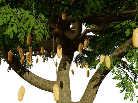 South African Sausage Trees Pack 3D Model