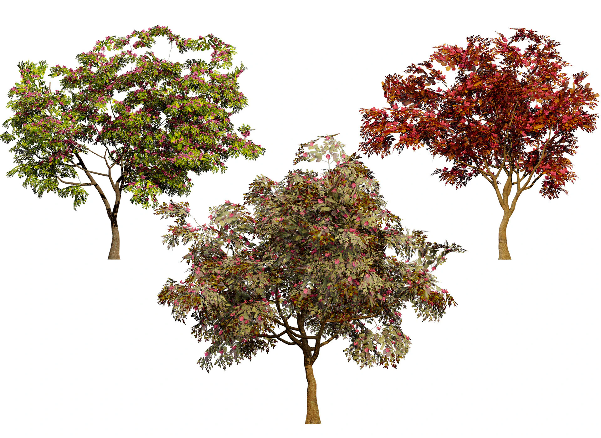 South African Combretum Kraussii Trees Pack 3D Model .c4d .max .obj .3ds .fbx .stl .blend 