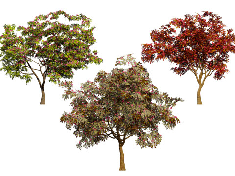 South African Combretum Kraussii Trees Pack Modèle 3D