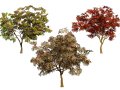 South African Combretum Kraussii Trees Pack 3D मॉडल