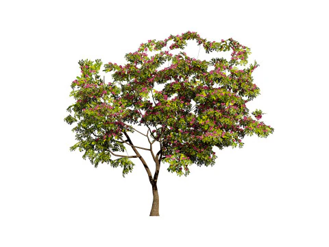 South African Combretum Kraussii Trees Pack 3D Model