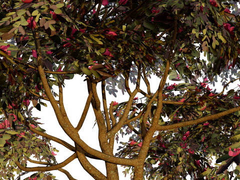 South African Combretum Kraussii Trees Pack 3D Modell