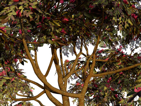 South African Combretum Kraussii Trees Pack 3D Model