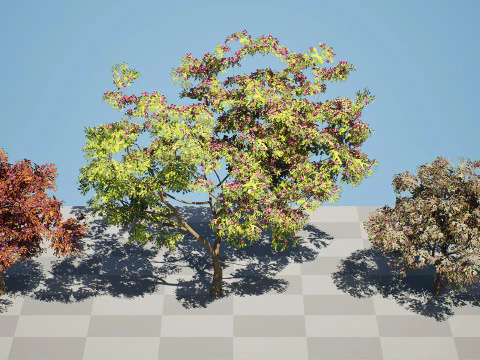 South African Combretum Kraussii Trees Pack 3D Model