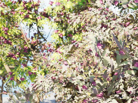 South African Combretum Kraussii Trees Pack 3D Model