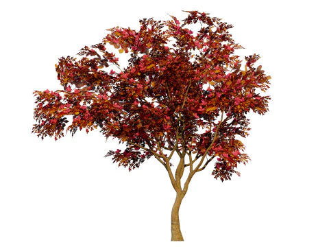 South African Combretum Kraussii Trees Pack 3D Model