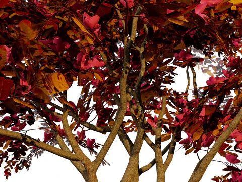 South African Combretum Kraussii Trees Pack 3D Model