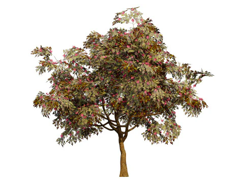 South African Combretum Kraussii Trees Pack 3D Model