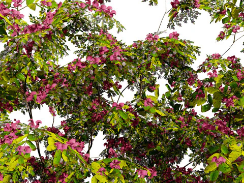 South African Combretum Kraussii Trees Pack 3D Model