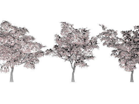 South African Combretum Kraussii Trees Pack 3D Modell