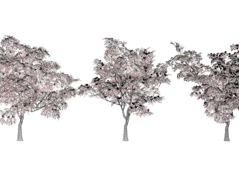 South African Combretum Kraussii Trees Pack 3D Model