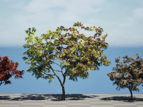 South African Combretum Kraussii Trees Pack 3D Model