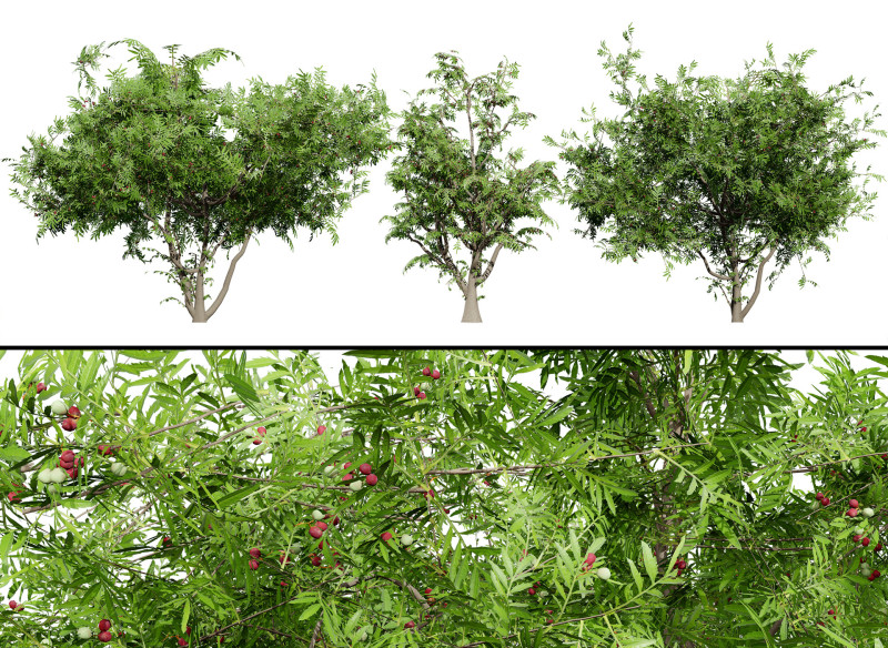 South African Wild Plum Tree Pack 3D Model .c4d .max .obj .3ds .fbx .stl .blend 