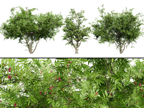 South African Wild Plum Tree Pack Modelo 3D