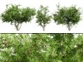 South African Wild Plum Tree Pack 3D मॉडल