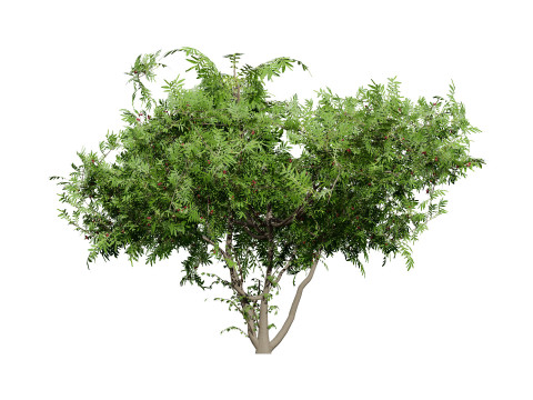 South African Wild Plum Tree Pack 3D Model